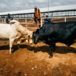 cattles