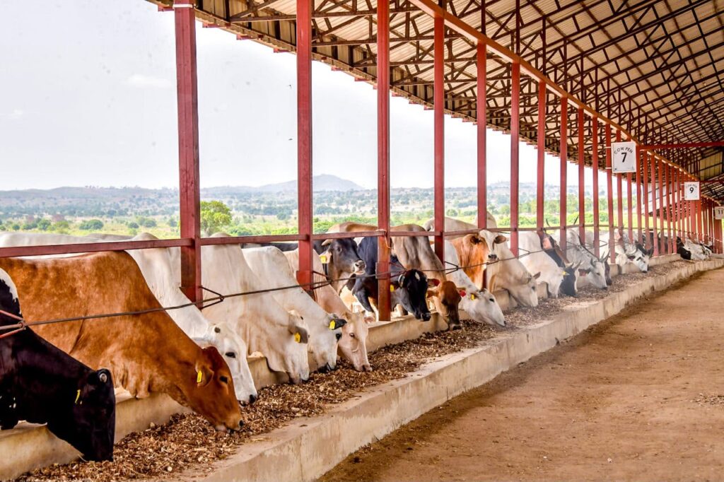 cattles eating - nigerfoods