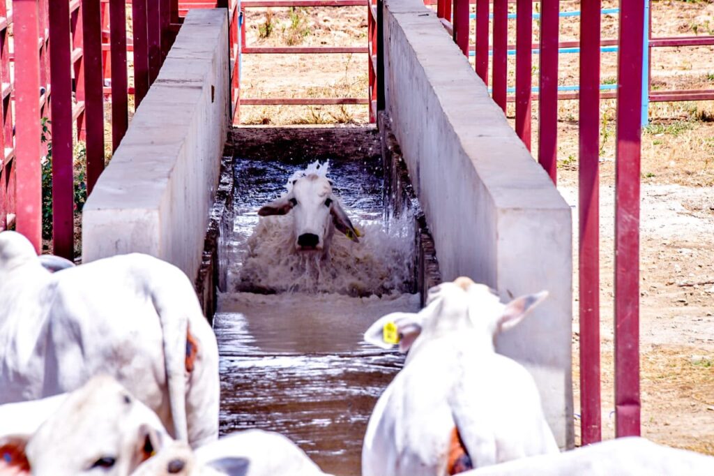 cattle dip nigerfoods