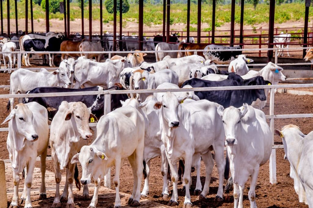 cattles - nigerfoods
